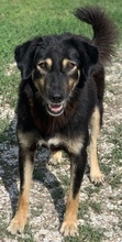 LAVINIA, Hund, Mischlingshund in Griechenland - Bild 4