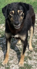 LAVINIA, Hund, Mischlingshund in Griechenland - Bild 6