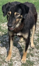LAVINIA, Hund, Mischlingshund in Griechenland - Bild 7