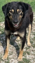 LAVINIA, Hund, Mischlingshund in Griechenland - Bild 8