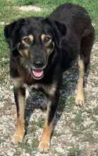 LAVINIA, Hund, Mischlingshund in Griechenland - Bild 9