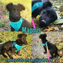 MAGNUS, Hund, Dackel-Mix in Ungarn - Bild 7