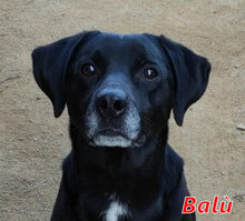 BALU, Hund, Mischlingshund in Italien - Bild 1
