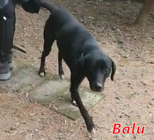 BALU, Hund, Mischlingshund in Italien - Bild 3