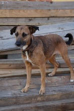 CELIA2, Hund, Mischlingshund in Ungarn - Bild 1