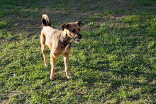 CELIA2, Hund, Mischlingshund in Ungarn - Bild 2