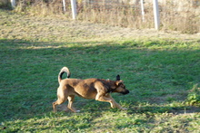 CELIA2, Hund, Mischlingshund in Ungarn - Bild 3