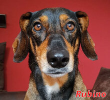 RUBINO, Hund, Dackel-Mix in Wesel - Bild 1