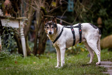 JILL, Hund, Mischlingshund in Laufeld - Bild 2