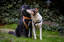 JILL, Hund, Mischlingshund in Laufeld - Bild 3
