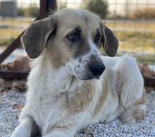 MERAKI, Hund, Mischlingshund in Griechenland - Bild 10