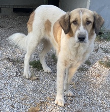 MERAKI, Hund, Mischlingshund in Griechenland - Bild 11
