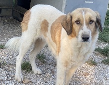 MERAKI, Hund, Mischlingshund in Griechenland - Bild 12