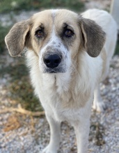 MERAKI, Hund, Mischlingshund in Griechenland - Bild 13