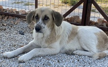 MERAKI, Hund, Mischlingshund in Griechenland - Bild 2