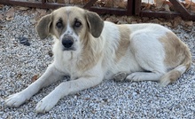 MERAKI, Hund, Mischlingshund in Griechenland - Bild 3
