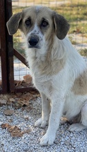 MERAKI, Hund, Mischlingshund in Griechenland - Bild 4