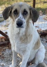 MERAKI, Hund, Mischlingshund in Griechenland - Bild 5