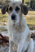 MERAKI, Hund, Mischlingshund in Griechenland - Bild 6