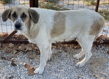 MERAKI, Hund, Mischlingshund in Griechenland - Bild 7