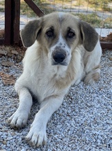 MERAKI, Hund, Mischlingshund in Griechenland - Bild 8