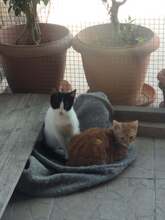 BAGGIE, Katze, Hauskatze in Griechenland - Bild 1