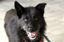 HADES, Hund, Mischlingshund in Heilbronn - Bild 1