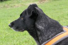 LUKI, Hund, Bardino in Heilbronn - Bild 1