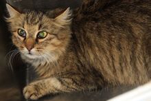 LALENJA, Katze, Langhaarkatze in Heilbronn - Bild 1