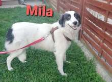 MILA, Hund, Tornjak-Mix in Kroatien - Bild 2