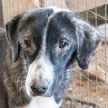 SISSY, Hund, Mischlingshund in Griechenland - Bild 1