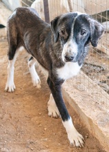SISSY, Hund, Mischlingshund in Griechenland - Bild 5