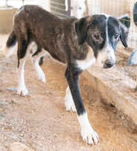 SISSY, Hund, Mischlingshund in Griechenland - Bild 6
