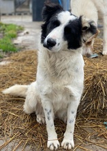 UMEKA, Hund, Mischlingshund in Griechenland - Bild 10