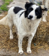 UMEKA, Hund, Mischlingshund in Griechenland - Bild 11