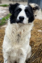 UMEKA, Hund, Mischlingshund in Griechenland - Bild 12