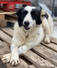 UMEKA, Hund, Mischlingshund in Griechenland - Bild 16