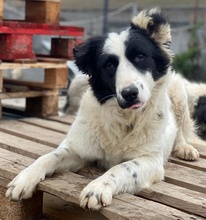 UMEKA, Hund, Mischlingshund in Griechenland - Bild 18