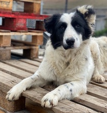 UMEKA, Hund, Mischlingshund in Griechenland - Bild 19