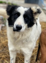 UMEKA, Hund, Mischlingshund in Griechenland - Bild 21