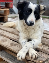 UMEKA, Hund, Mischlingshund in Griechenland - Bild 23