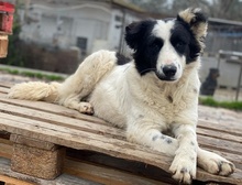 UMEKA, Hund, Mischlingshund in Griechenland - Bild 24