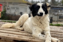 UMEKA, Hund, Mischlingshund in Griechenland - Bild 25