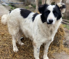 UMEKA, Hund, Mischlingshund in Griechenland - Bild 6