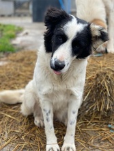 UMEKA, Hund, Mischlingshund in Griechenland - Bild 8