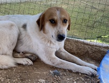 BENGTA, Hund, Mischlingshund in Griechenland - Bild 12