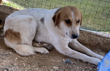 BENGTA, Hund, Mischlingshund in Griechenland - Bild 13