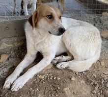 BENGTA, Hund, Mischlingshund in Griechenland - Bild 7