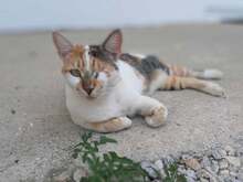 PIA, Katze, Hauskatze in Griechenland - Bild 1