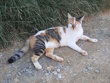 PIA, Katze, Hauskatze in Griechenland - Bild 3
